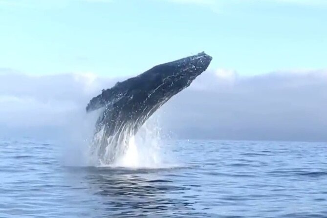 Humpback Whale Watching • Private Tour • Punta Mita - Punta Mita Private Boat: Your Day Out on the Water