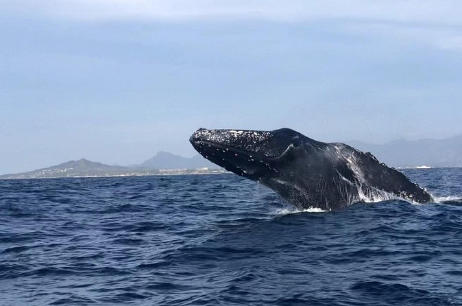 Humpback Whale Watching • Private Tour • Punta Mita - The Ride Experience: 1.5 Hours That Doesn’t Drag