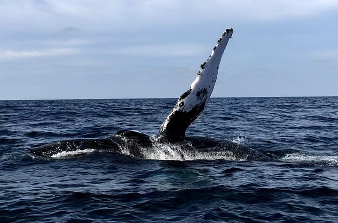 Humpback Whale Watching • Private Tour • Punta Mita - Punta de Mita Stop: Why the Area Fits Humpback Season