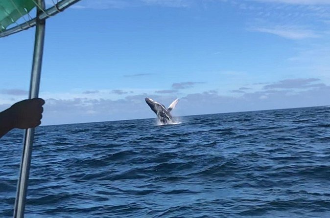 Humpback Whale Watching • Private Tour • Punta Mita - Price and Value: Understanding $297.86 per Group (Up to 8)