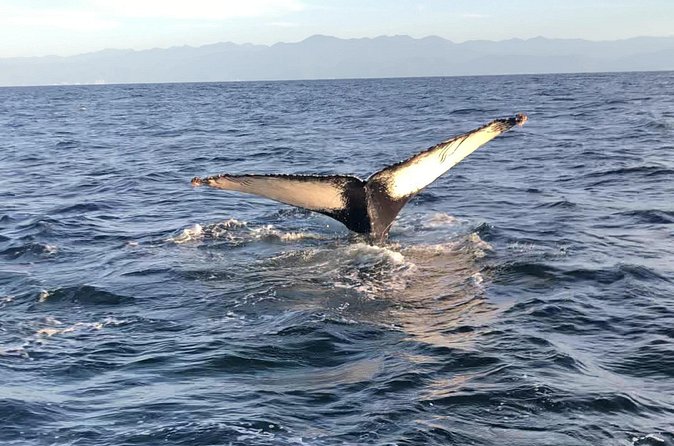 Humpback Whale Watching • Private Tour • Punta Mita - Getting There: The Grimar Adventures Meeting Point and Where It Ends