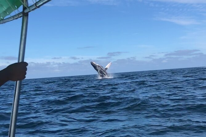 Humpback Whale Watching • Private Tour • Punta Mita - Who This Tour Is Best For (And Who Might Want Something Else)