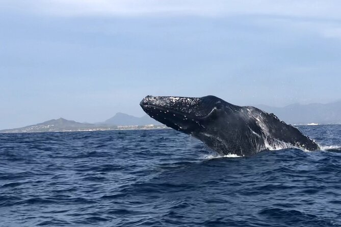 Humpback Whale Watching • Private Tour • Punta Mita - How the Captain Searches for Humpbacks Without Disrupting Them