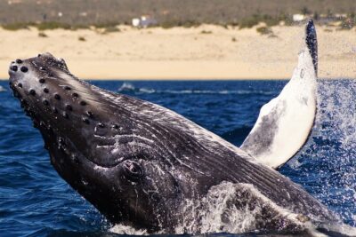 Humpback Whales in Cabo San Lucas - Small-group rules: fewer people, better whale time