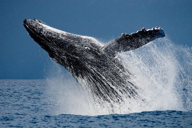 Humpback Whales in Cabo San Lucas - The first part of the itinerary: beach, El Arco, and sea lions