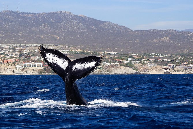 Humpback Whales in Cabo San Lucas - Pacific or Sea of Cortez: how the route affects your chances