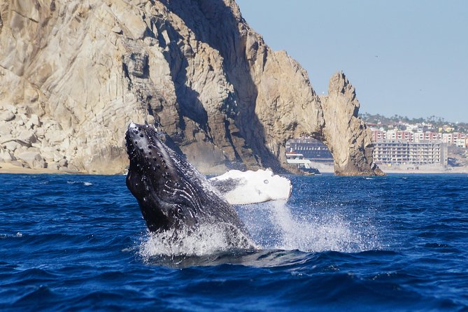 Humpback Whales in Cabo San Lucas - The whale-spotting window: what you should watch for