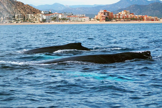 Humpback Whales in Cabo San Lucas - Marine biologist onboard: turning sightings into real understanding