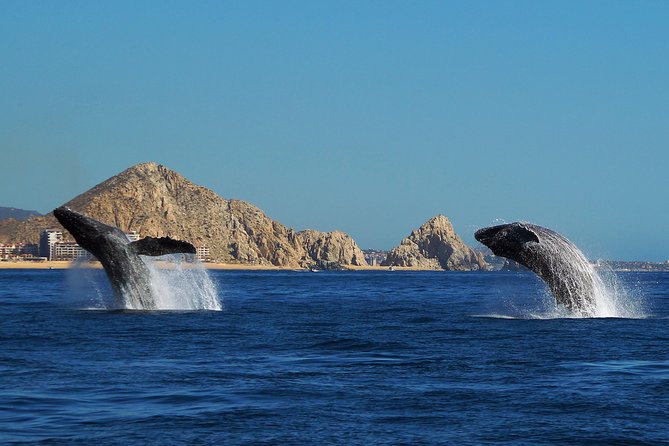 Humpback Whales in Cabo San Lucas - Captains and “the search”: why good spotting changes everything