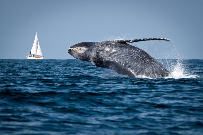 Humpback whales Watching + Samana Eco-Tour - Key points worth knowing before you go