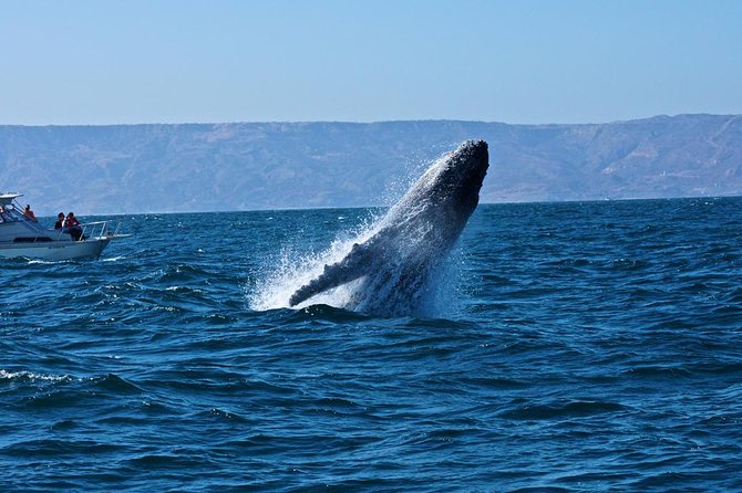 Humpback whales Watching + Samana Eco-Tour - Why Humpback Whales Off Samaná Are Worth a Long Morning