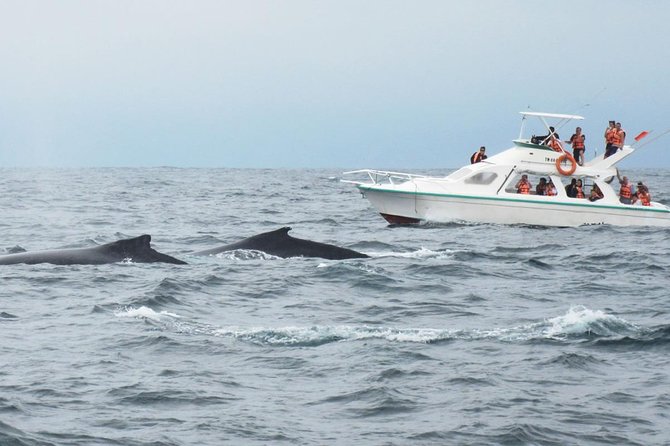 Humpback whales Watching + Samana Eco-Tour - El Salto del Limón: Waterfall Time in Samana Province