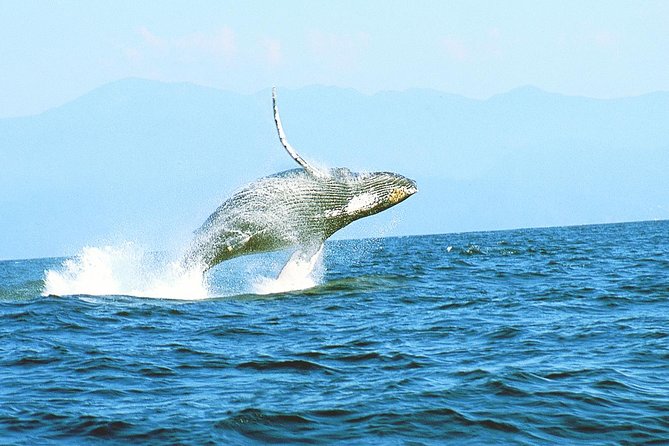 Humpback whales Watching + Samana Eco-Tour - Punta Cana Morning to Sabana de la Mar: Getting to the Water