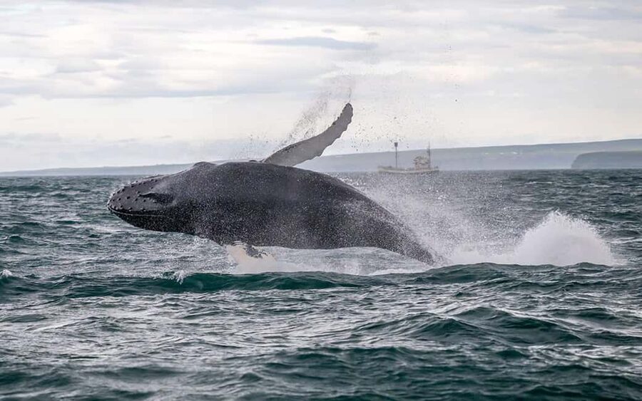 Húsavík: Family-Run and Guided Whale Watching Tour - Key highlights I’d plan around