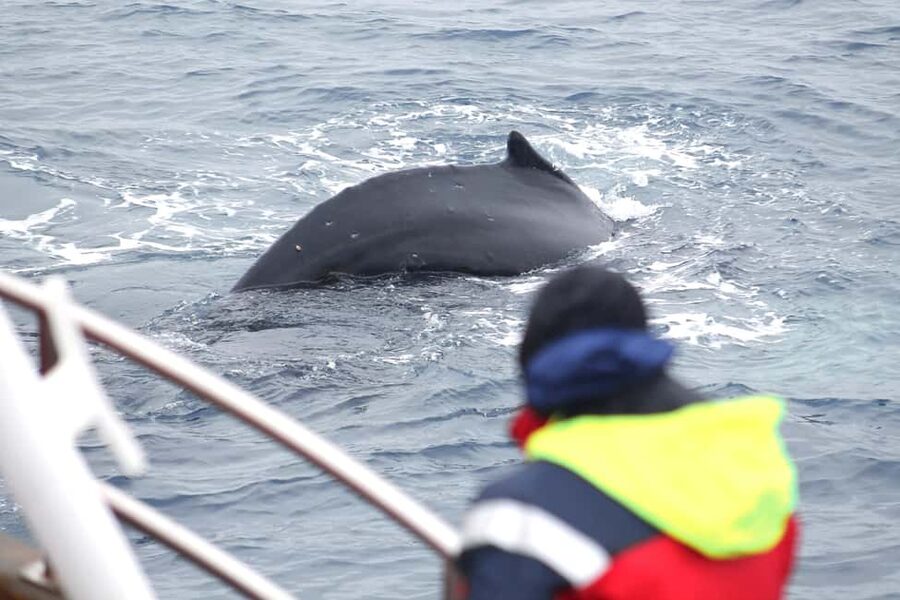 Húsavík: Family-Run and Guided Whale Watching Tour - Friends of Moby Dick in Húsavík: a family-run boat day in Skjálfandi Bay