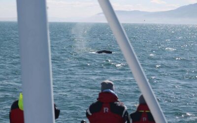 Húsavík: Family-Run and Guided Whale Watching Tour - The 3-hour route west toward Kinnarfjöll: where the whales show up