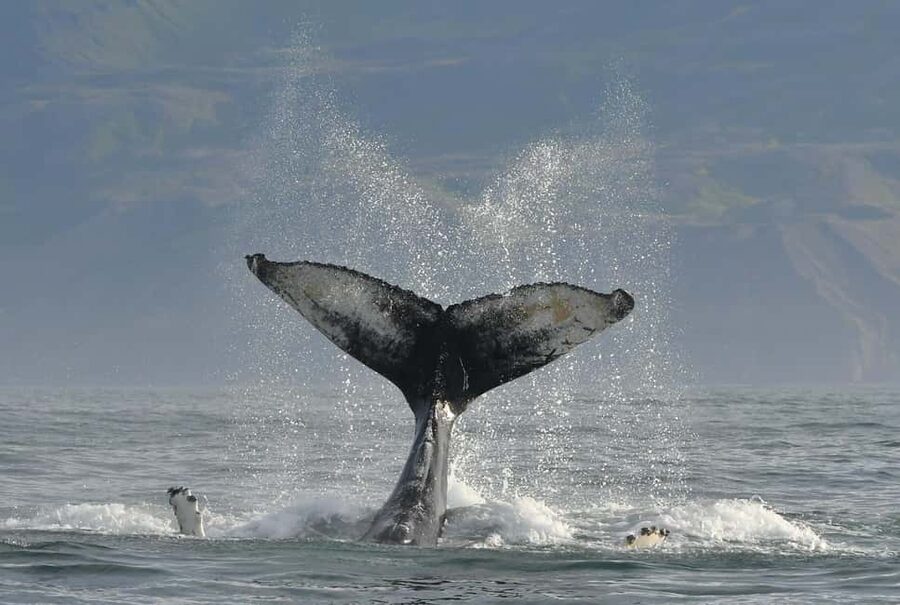 Húsavík: Family-Run and Guided Whale Watching Tour - Cold-weather comfort: safety suits, lifejackets for kids, and what to wear