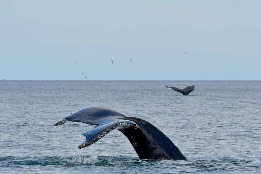 Húsavík: Family-Run and Guided Whale Watching Tour - Cost and value: $84 for 3 hours plus a Whale Museum discount