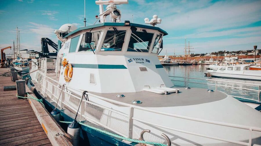 Húsavík: Family-Run and Guided Whale Watching Tour - Should you book this Húsavík whale watching tour?