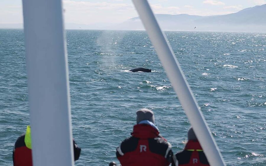 Húsavík: Family-Run and Guided Whale Watching Tour - The 3-hour route west toward Kinnarfjöll: where the whales show up