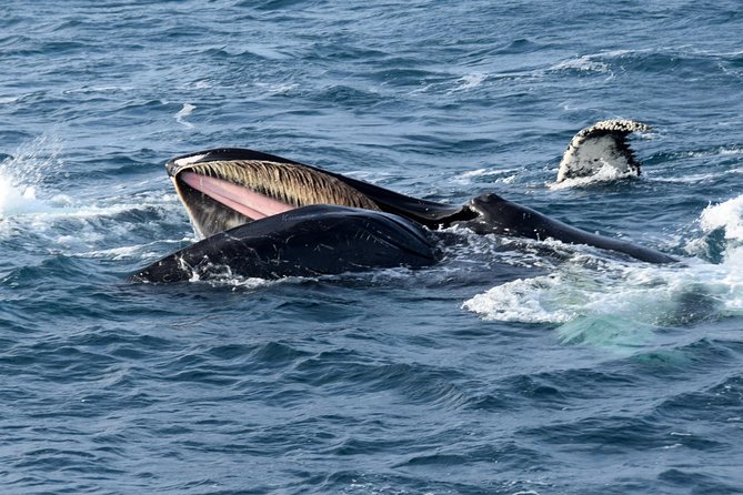 Iceland Super Saver: Northern Lights Cruise plus Whale-Watching Tour from Reykjavik - Key things I’d circle before you book