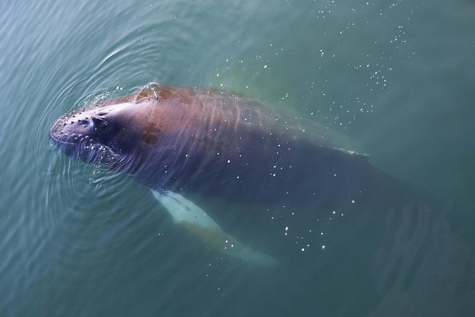 Iceland Super Saver: Northern Lights Cruise plus Whale-Watching Tour from Reykjavik - A Reykjavik two-for-one on the water: Northern Lights plus whales