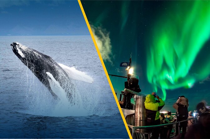 Iceland Super Saver: Northern Lights Cruise plus Whale-Watching Tour from Reykjavik - Faxaflói Bay whale-watching: what you might see in 3.5 hours