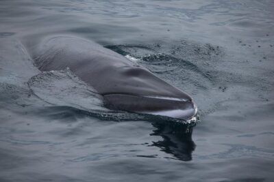 Iceland Super Saver: Northern Lights Cruise plus Whale-Watching Tour from Reykjavik - Northern Lights cruising: facts, myths, and warm deck time