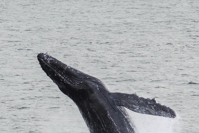 Iceland Super Saver: Northern Lights Cruise plus Whale-Watching Tour from Reykjavik - The comfort package that makes cold-water tours actually work