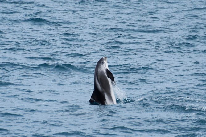 Iceland Super Saver: Northern Lights Cruise plus Whale-Watching Tour from Reykjavik - Guides and the difference between a good talk and a great one