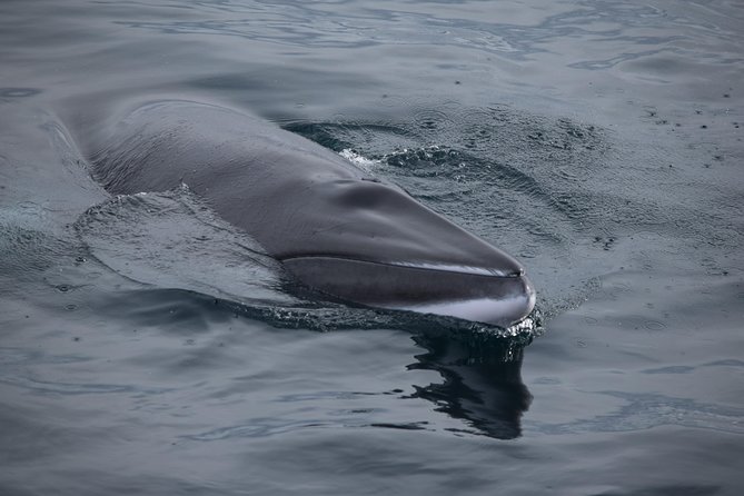 Iceland Super Saver: Northern Lights Cruise plus Whale-Watching Tour from Reykjavik - Northern Lights cruising: facts, myths, and warm deck time