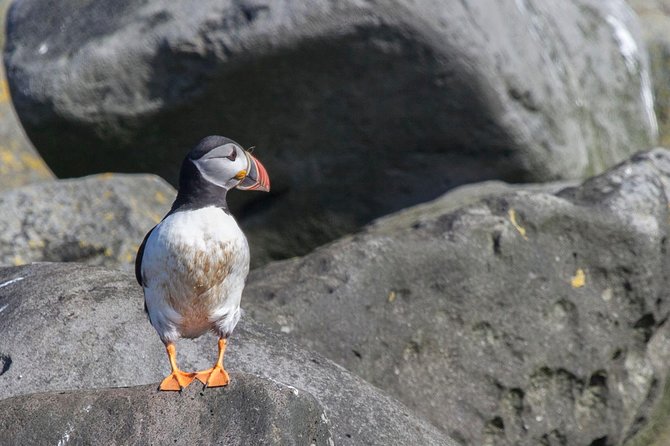 Iceland Super Saver: Puffin Cruise plus Whale-Watching Tour from Reykjavik - The Short Version: Why This Combo Works
