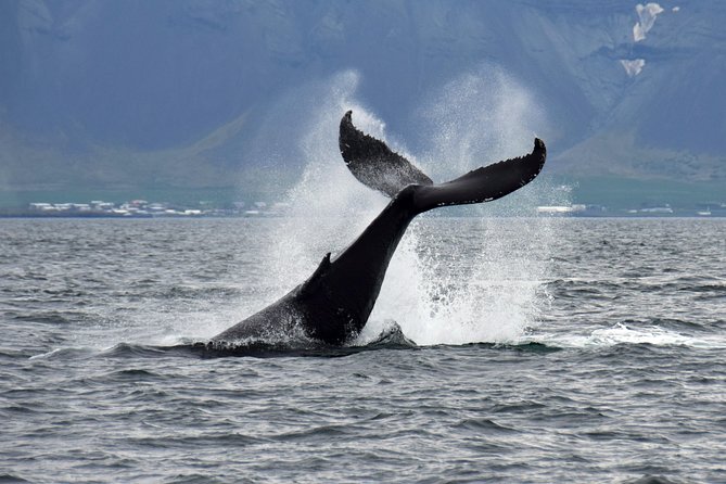 Iceland Super Saver: Puffin Cruise plus Whale-Watching Tour from Reykjavik - Gear, Warmth, and the Comfort Stuff That Changes Everything