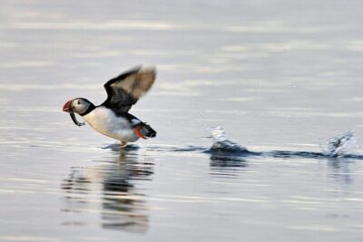 Iceland Super Saver: Puffin Cruise plus Whale-Watching Tour from Reykjavik - Whale Watching from Reykjavik’s Old Harbour: Where Minke and Humpbacks Show Up