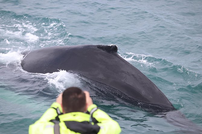 Iceland Super Saver: Puffin Cruise plus Whale-Watching Tour from Reykjavik - Guides and On-the-Water Scanning: The Difference Between Watching and Seeing