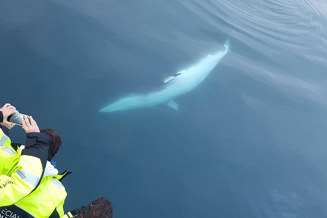 Iceland Super Saver: Puffin Cruise plus Whale-Watching Tour from Reykjavik - Who This Works Best For