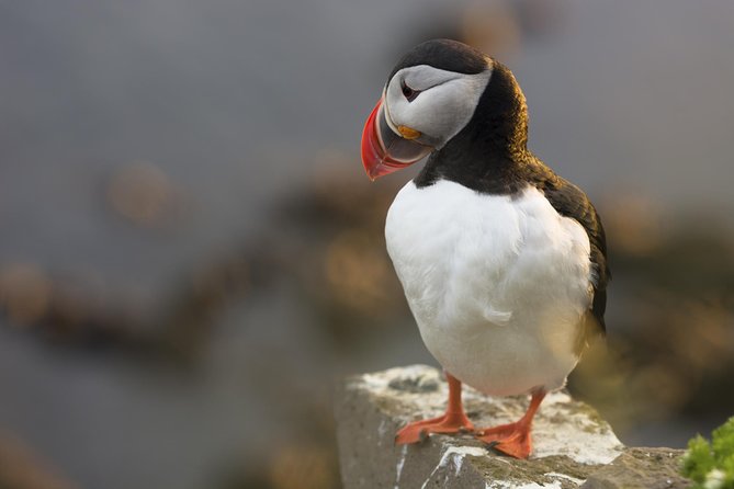 Iceland Super Saver: Puffin Cruise plus Whale-Watching Tour from Reykjavik - Price and Value: Is $156.19 a Fair Deal?