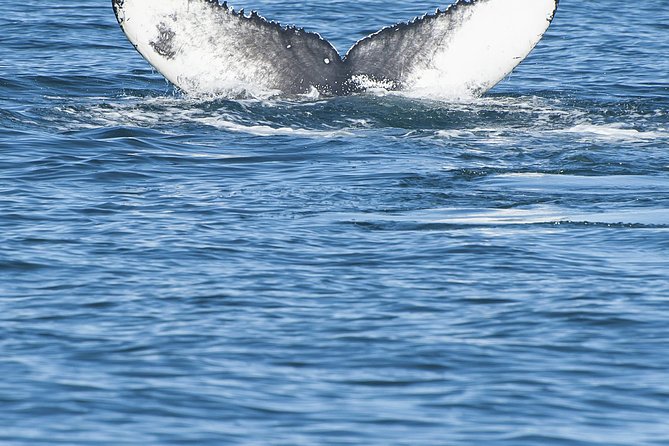 Iceland Super Saver: Puffin Cruise plus Whale-Watching Tour from Reykjavik - Practical Tips to Get More From the Day