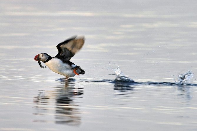 Iceland Super Saver: Puffin Cruise plus Whale-Watching Tour from Reykjavik - Whale Watching from Reykjavik’s Old Harbour: Where Minke and Humpbacks Show Up