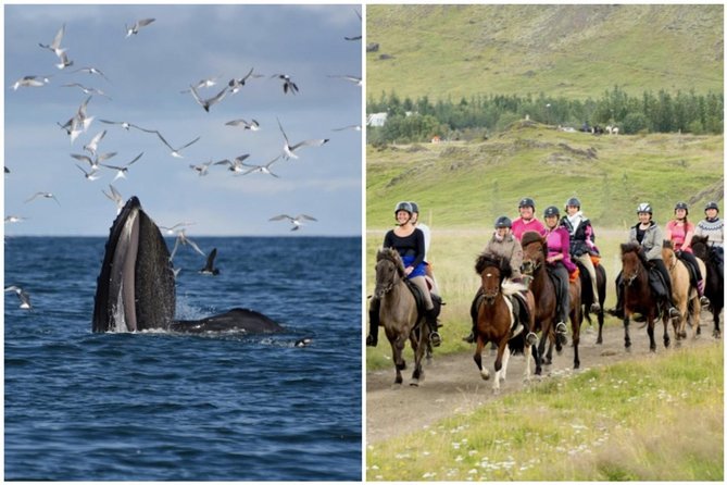 Icelandic Horse Riding and Whale Watching Cruise from Reykjavík - Key points worth knowing