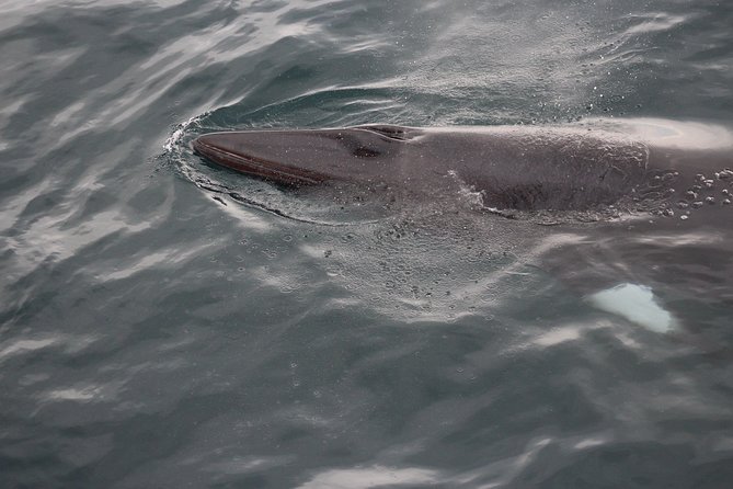 Icelandic Horse Riding and Whale Watching Cruise from Reykjavík - A Full Day Out of Reykjavík: Horses First, Whales Later