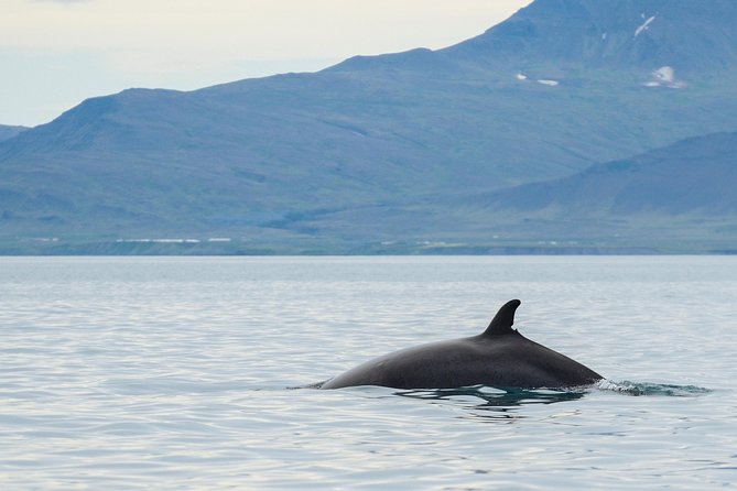 Icelandic Horse Riding and Whale Watching Cruise from Reykjavík - What the Guides Help You Do: More Than Just Showing Up