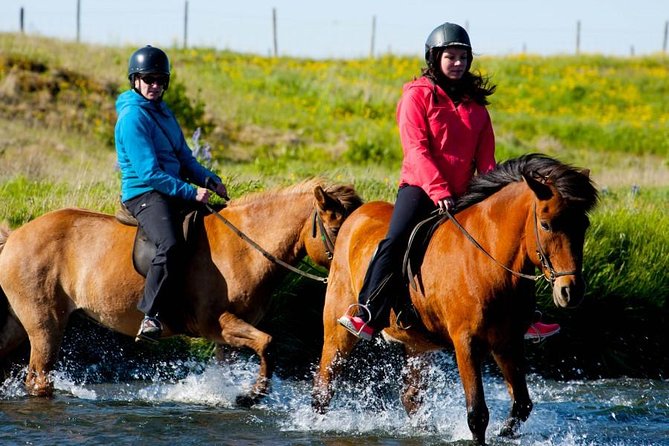 Icelandic Horse Riding and Whale Watching Cruise from Reykjavík - Getting Warm and Staying Sane for 8 Hours