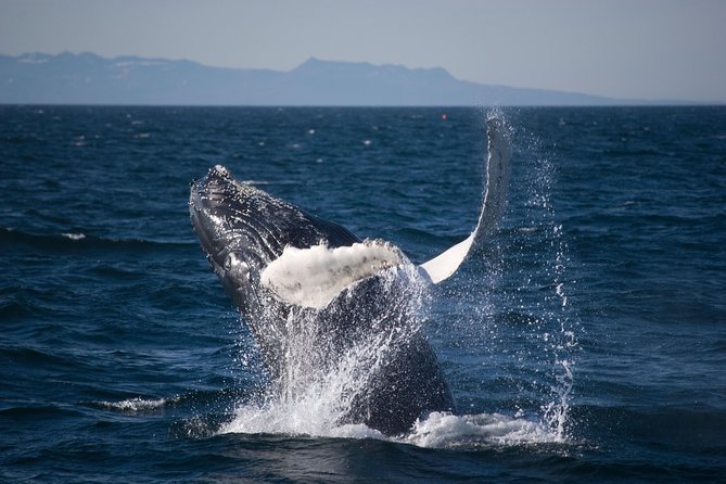 Icelandic Horse Riding and Whale Watching Cruise from Reykjavík - Price and Value: Why $280 Can Make Sense Here