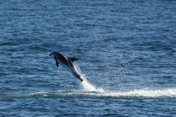 Icelandic Horse Riding and Whale Watching Cruise from Reykjavík - Timing, Weather, and Whale-Spotting Odds