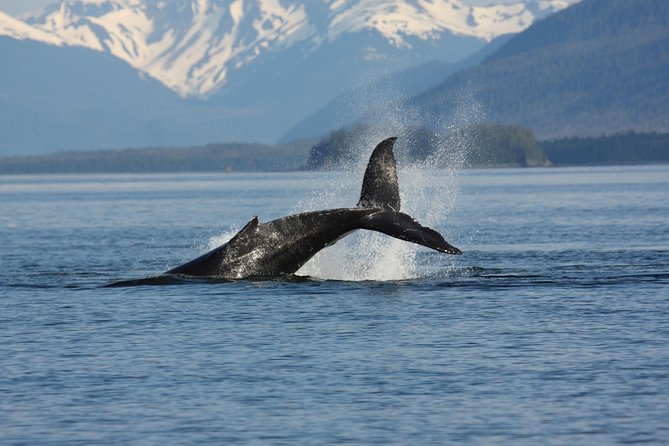 Icelandic Horse Riding and Whale Watching Cruise from Reykjavík - Who This Reykjavík Horse-and-Whale Day Works Best For