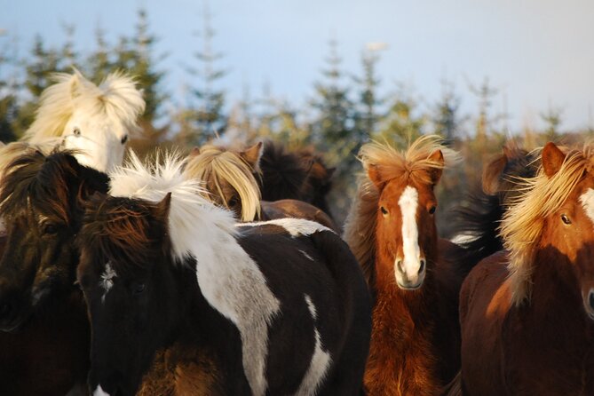 Icelandic Horse Riding and Whale Watching Tour from Reykjavik - The tölt gait: why Icelandic horses often feel easier than you expect