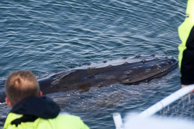 Icelandic Horse Riding and Whale Watching Tour from Reykjavik - Who this tour fits best (and who might want a different plan)