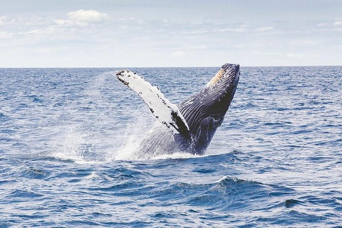 Icy Strait Shore Excursion: Whale Watching Adventure Tour - Key things to know before you go