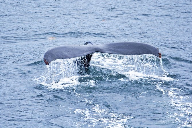 Icy Strait Shore Excursion: Whale Watching Adventure Tour - Hoonah and Glacier Bay: why humpbacks show up every summer